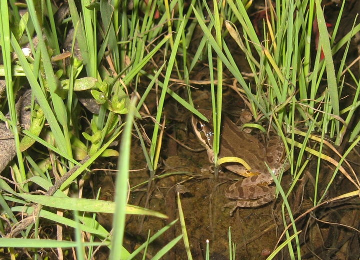 Pacific Chorus Frog